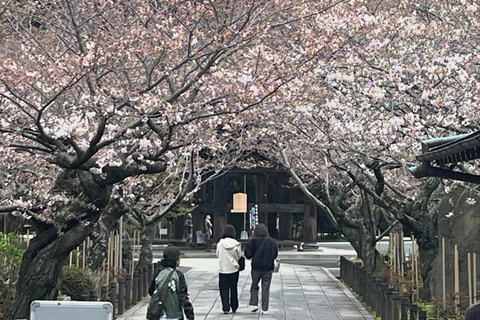 Cherry Blossom Boat tour in Yokohama, Minato Mirai