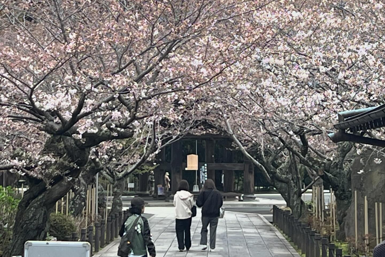 Cherry Blossom Boat tour in Yokohama, Minato Mirai