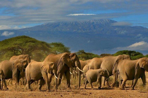 Nairobi: 3 Days 2 Nights Amboseli National Park Safari