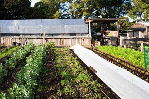 Nairobi: Urban Farming and Eco-Innovation Tour with Pickup