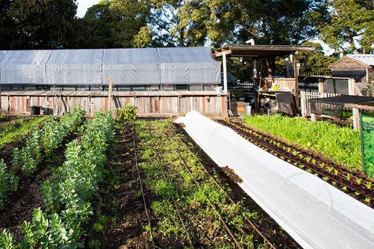 Nairobi: Urban Farming and Eco-Innovation Tour with Pickup