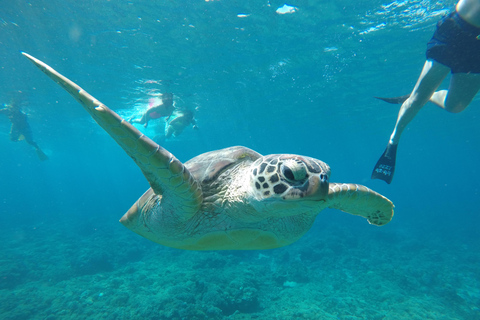 deel snorkelen naar 3 Gilis en zie de grootste schildpad