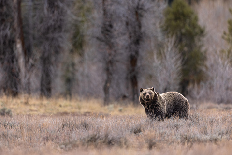 Yellowstone Tours from Jackson Hole | Wildlife & Scenic