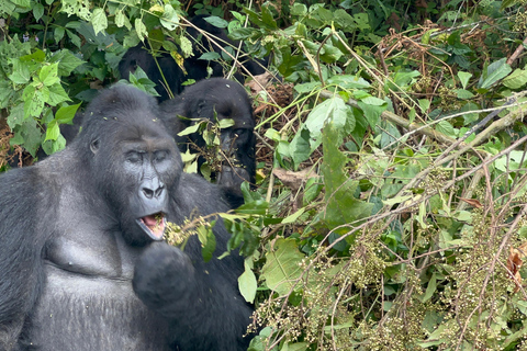 3-dagars spårning av låglandsgorilla i Kongo (DRC) från Rwanda