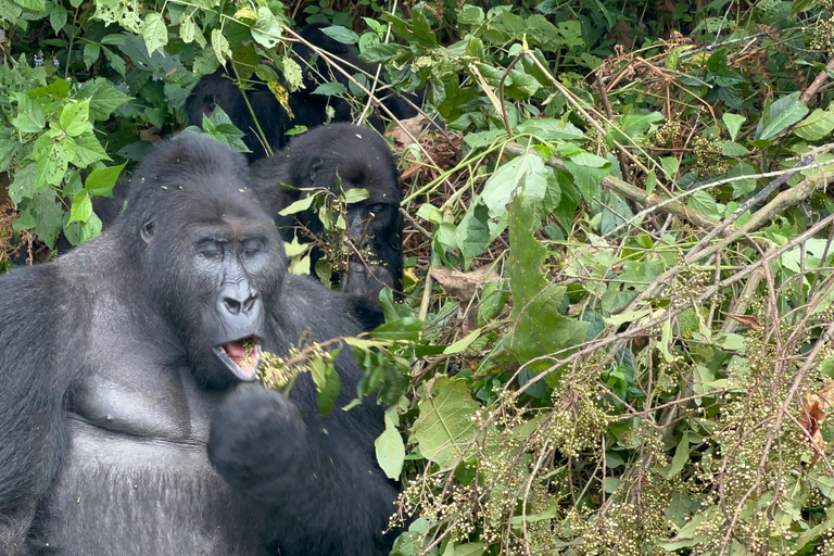 3 días de Rastreo de Gorilas de las Tierras Bajas del Congo (RDC) desde RuandaInglés