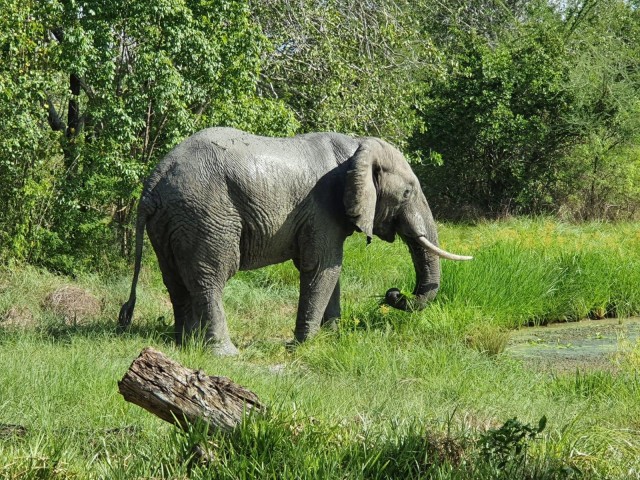 Visit 2 Day Selous wildlife view + Boat + Bushman walking safaris in Pemba, Tanzania