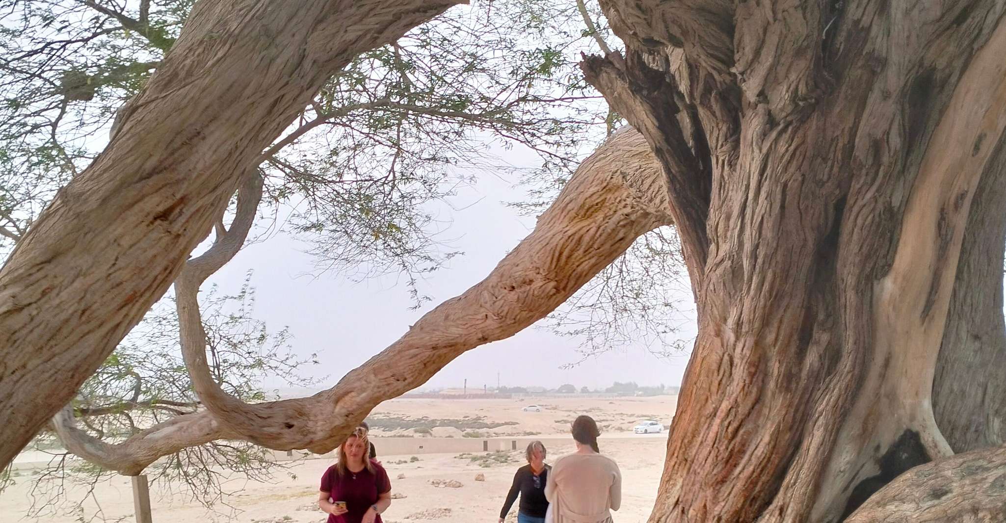 Bahrain: Tree of Life & Desert Heritage Bus Tour photo 9