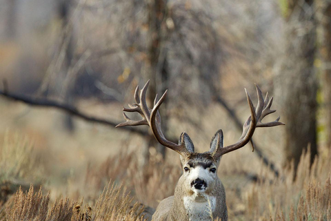Private Sunset Safari of Grand Teton National Park Grand Teton Wildlife Safari and Scenic Highlights Tour