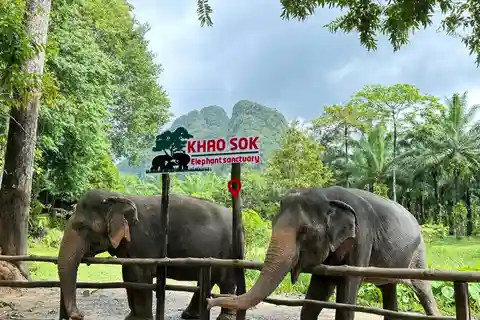Khao Sok: Esperienza etica con gli elefanti e passeggiata nella natura