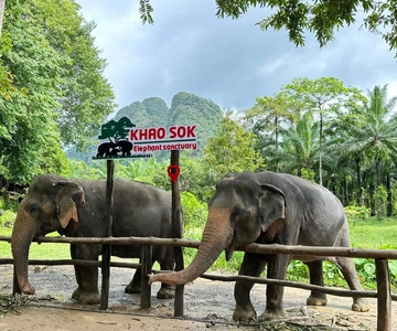 Khao Sok: Ethische olifantenervaring & natuurwandeling