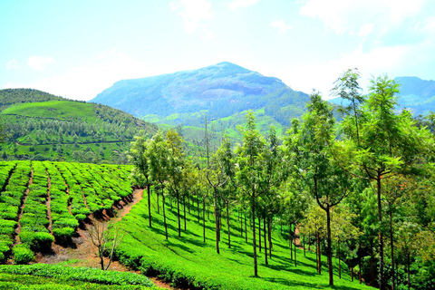 Visite nocturne mémorable de la station de montagne de Munnar (02 Nuits / 03 Jours)