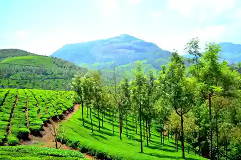 Kerala Backwater & Beaches Tour 7N/8D