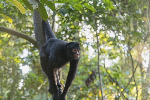 In-Depth Amazon Experience - 4 Days inside Rainforest