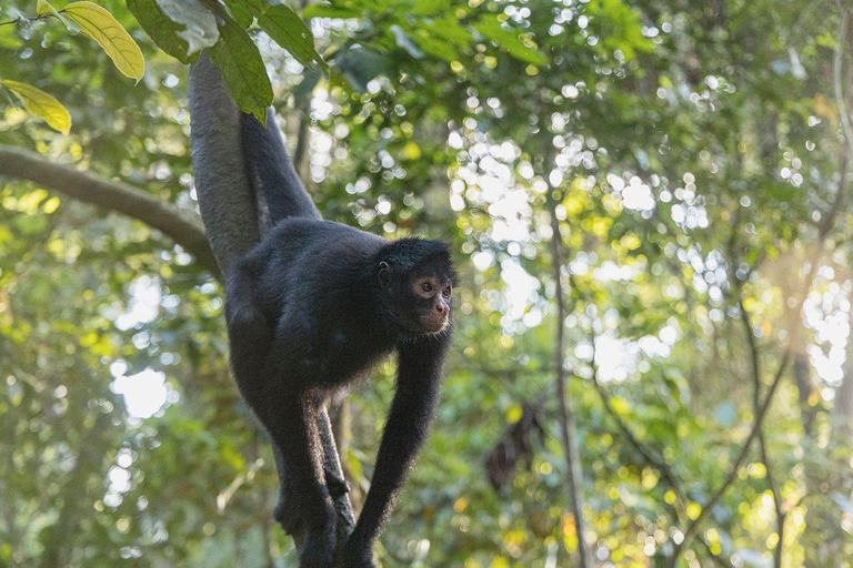 Aventura de 4 días en la selva amazónica