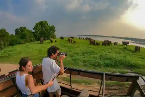 Sigiriya: Avondsafari Minneriya Nationaal Park