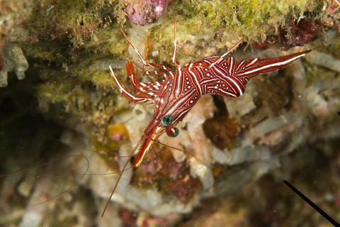 Salalah: Scuba Diving Discover Oman’s hidden underwater gems