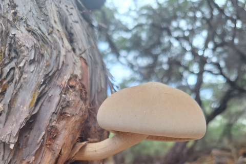 Tauranga: Wai-o-Tapu with Redwood Forest Walk or Forest Spa
