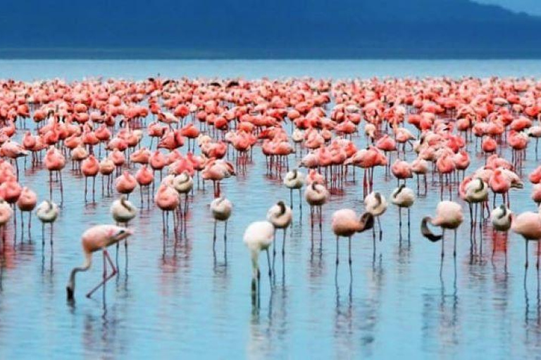 Lake Nakuru & Naivasha National Park Wildlife Highlights
