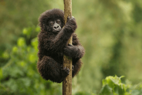 3-daagse gorillatrekking en Batwa-paden in Bwindi