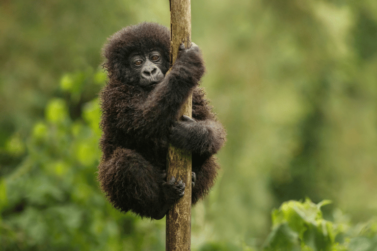 3-daagse gorillatrekking en Batwa-paden in Bwindi