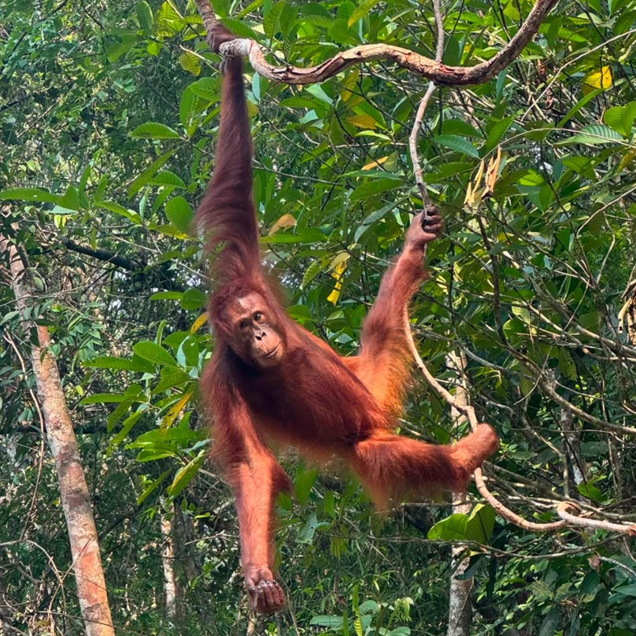 Kuching: Orang-Utan-Beobachtung in Semenggoh mit Transfer