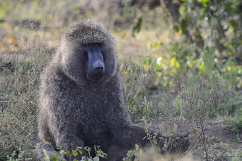 Tour di 7 giorni in Ruanda e Uganda: trekking dei primati e fauna selvatica