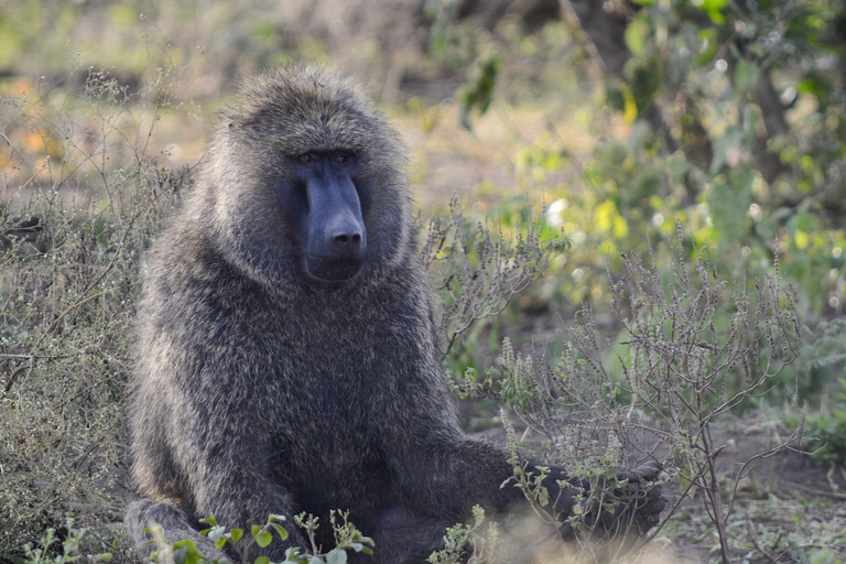 Circuit de 7 jours au Rwanda et en Ouganda, avec trekking et découverte de la faune et de la flore des primates