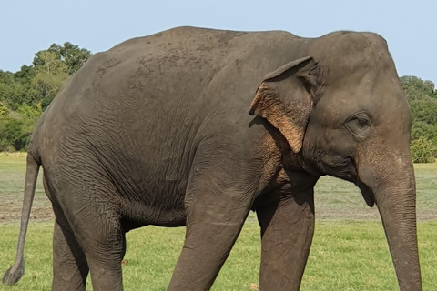 Minneriya National Park Jeep Safari - All Fees Included Minneriya NP Private Safari - Jeep & Entry fee- All included