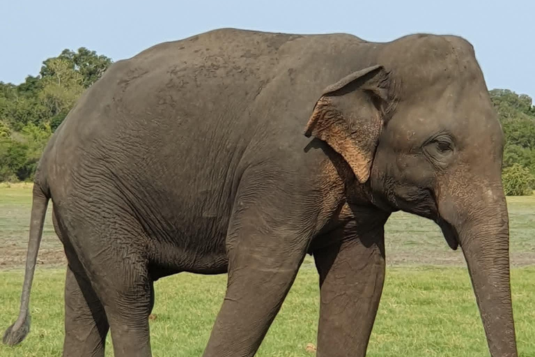 Minneriya National Park Jeep Safari - All Fees Included Minneriya NP Private Safari - Jeep & Entry fee- All included