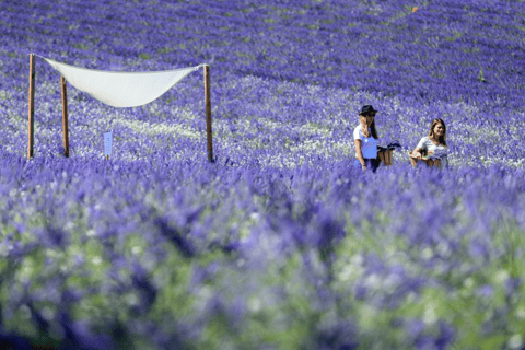Aix-en-Provence: Visit a Lavender Field + Snacking at TERRE UGO Aix-en-Provence: Visit a Lavender Field + Snacking TERRE UGO