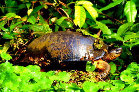 Tortuguero: Tour in canoa e avvistamento della fauna selvatica