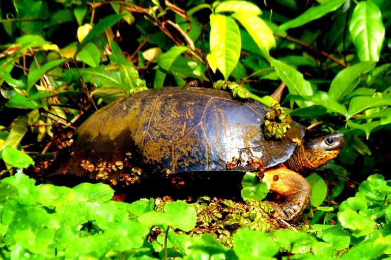 Tortuguero: Passeio de canoa e observação da vida selvagem