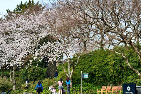 Jeju Trendy Café Tour including Hello Kitty Island