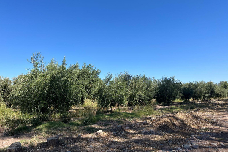 Au départ de Mendoza : 3 vignobles, visite et dégustation d&#039;une usine d&#039;huile d&#039;oliveOption anglaise (toujours bilingue)