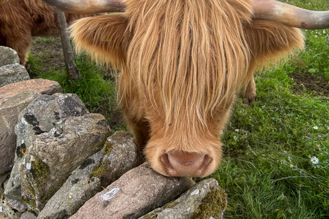 Loch Lomond, Stirling Castle and the Kelpies: Private Tour