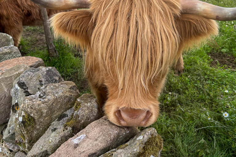 Loch Lomond, Stirling Castle och Kelpies: Privat tur