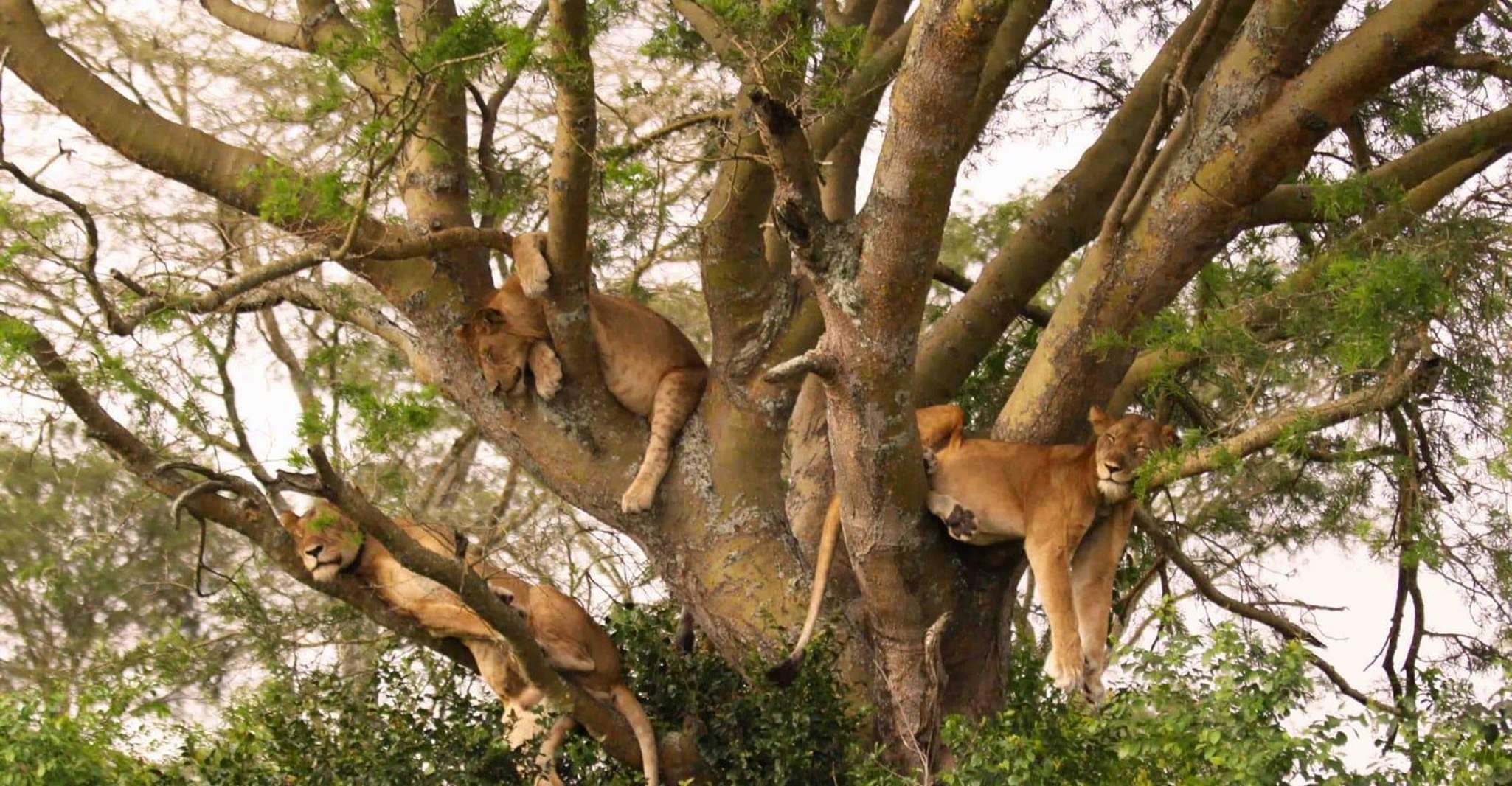 5 Days / 4 Nights Joining Safari - Housity