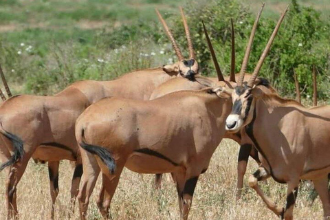 Mombasa/Diani: 2-Day Tsavo East Safari with Meals Private day tour to Tsavo East National Park - VAN