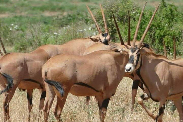 Mombasa/Diani: 2-Day Tsavo East Safari with Meals Private day tour to Tsavo East National Park - VAN