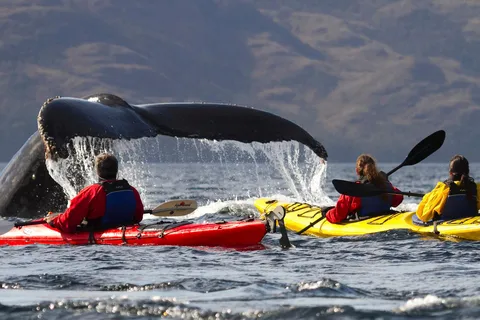 From Punta Arenas: Kayak with Whales