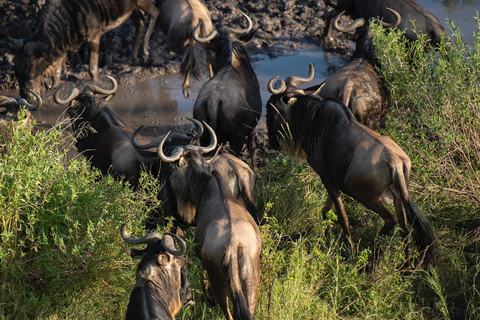 Expédition privée de migration des merveilles de la faune et de la flore