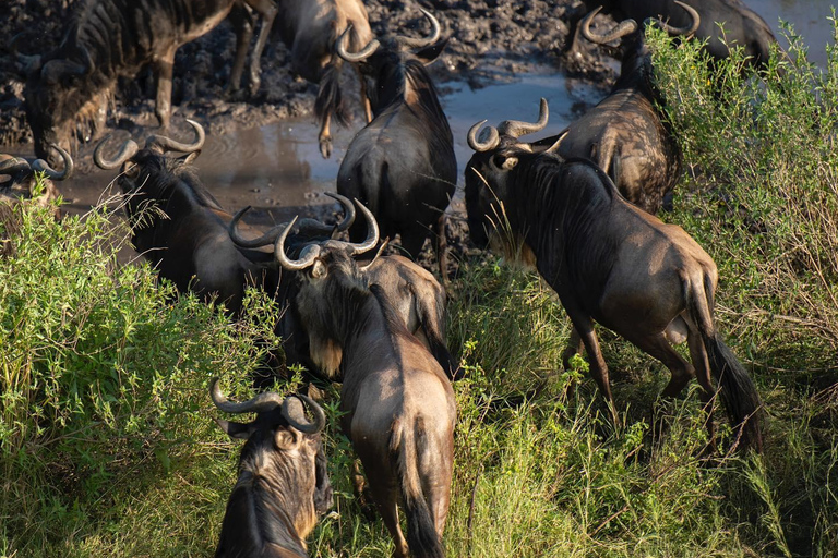 Expédition privée de migration des merveilles de la faune et de la flore