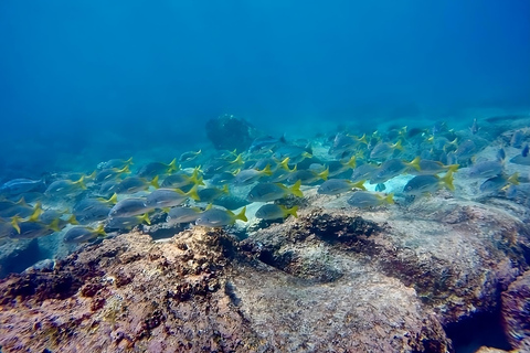 Heldagstur till Punta Cormorant och Enderby Islet i Floreana Galapagos Island