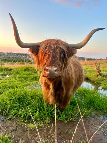 Edinburgh: Blackness Castle, Highland Coo and Scottish Lunch