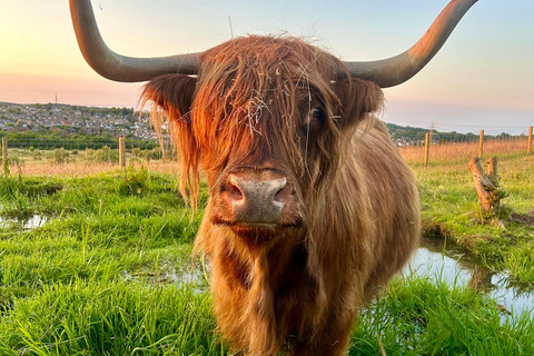 Edinburgh: Highland Cow, Blackness Castle and Tea