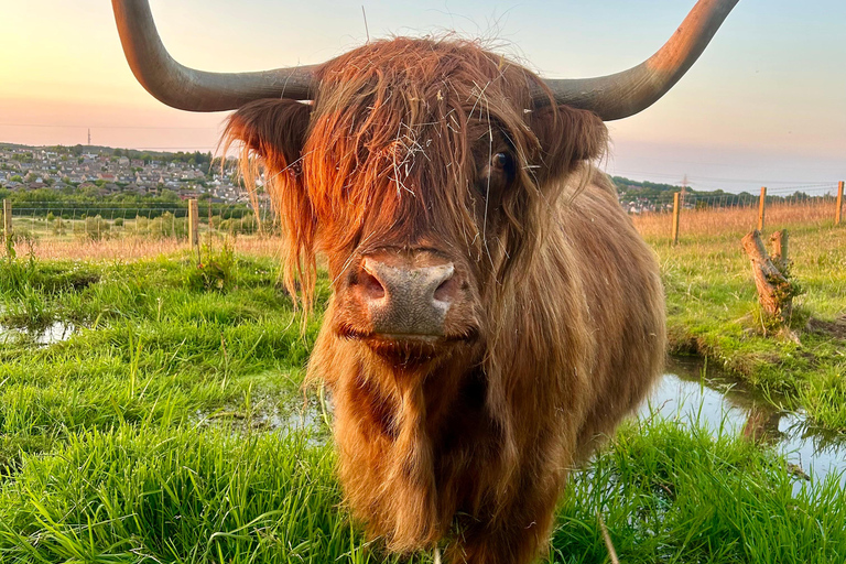 Edinburgh: Highland Cow, Blackness Castle and Tea