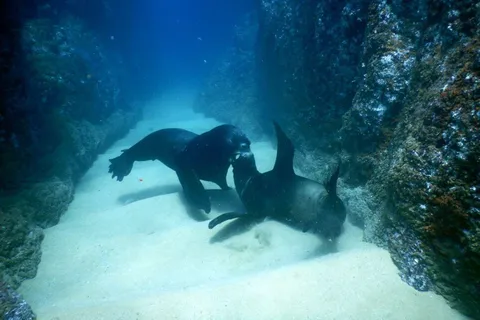 Cabo San Lucas: Discover Scuba Diving Experience