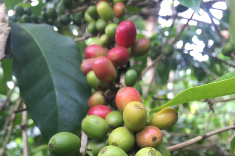 Arusha: Kaffeefarm-Tour mit Verkostung der lokalen Küche
