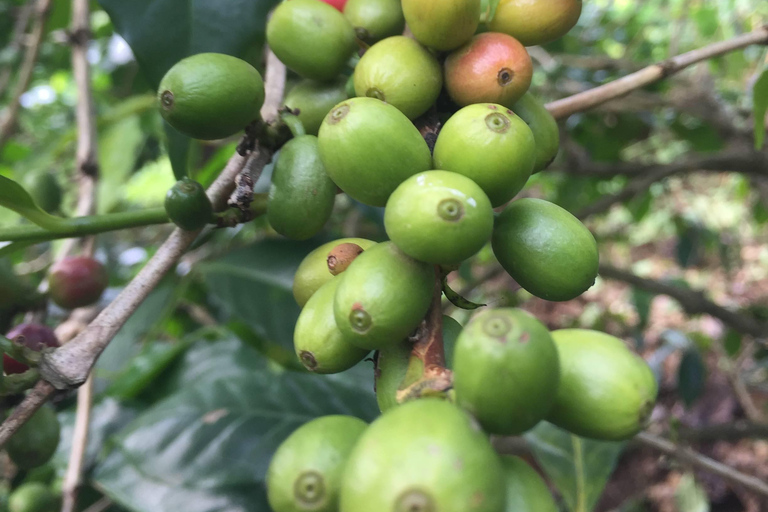 Arusha: Kaffeefarm-Tour mit Verkostung der lokalen Küche