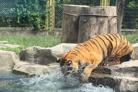 Shanghai Wild Animal Park: Safari Adventure Entry Pass Shanghai Wild Animal Park Full-Day Ticket